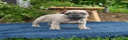 French Bulldog dogs for sale: Frdric - Ad 1