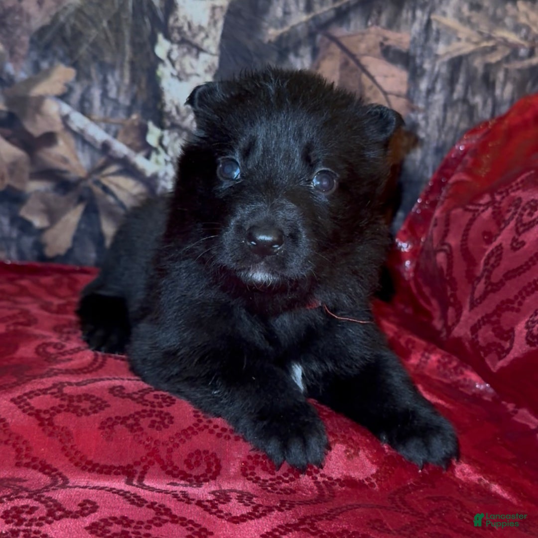 German Shepherd dogs for sale: SCAMPI - Ad 13