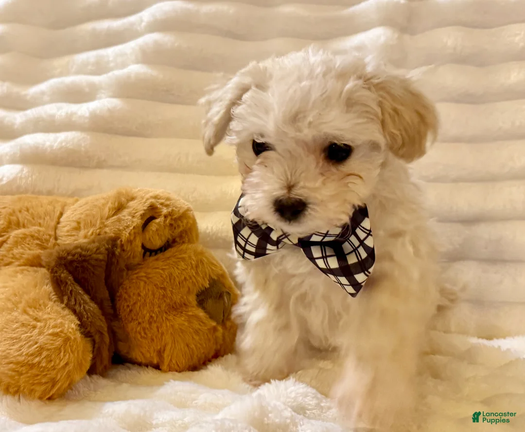 Maltipoo dogs for sale: Maltipoo Puppy 1 - Ad 2