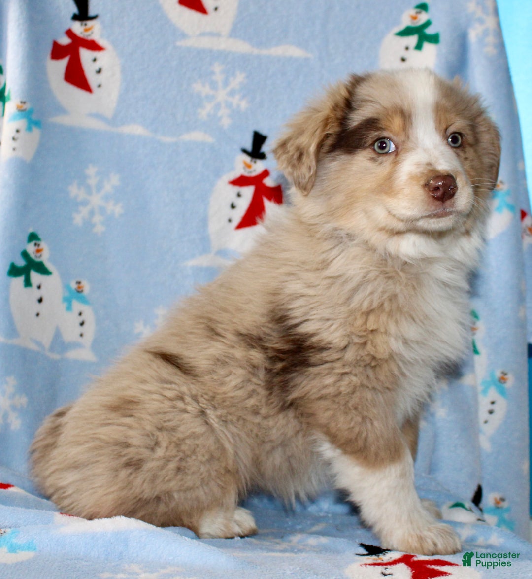 Australian Shepherd dogs for sale: Delilah - Ad 3