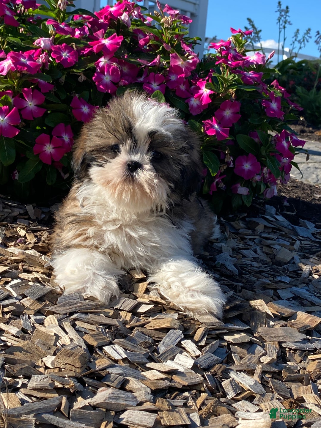 Shih Tzu dogs for sale: Saturn - Ad 1