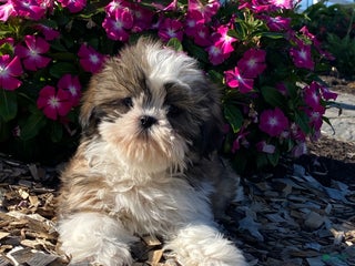 Shih Tzu dogs Saturn - Ad 8