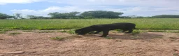 Labrador Retriever dogs for sale: Midnight - Ad 6