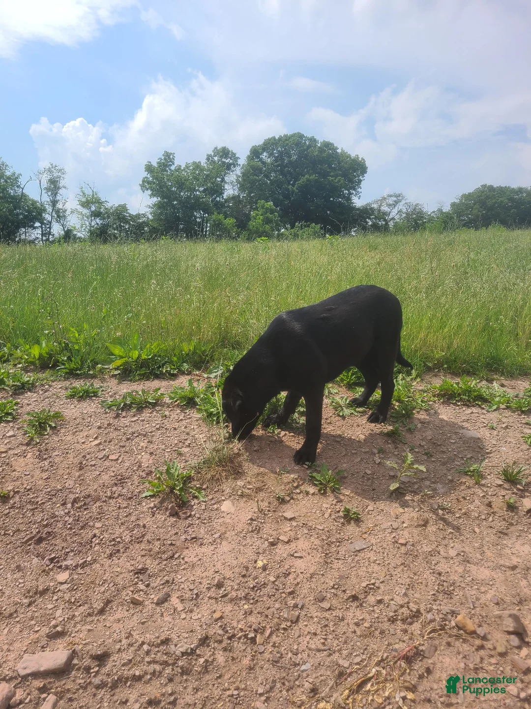 Labrador Retriever dogs for sale: Midnight - Ad 6