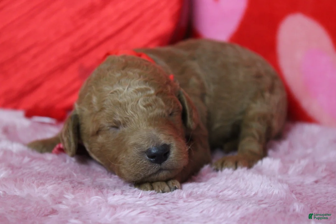 Goldendoodle dogs for sale: Fanta  - Ad 5