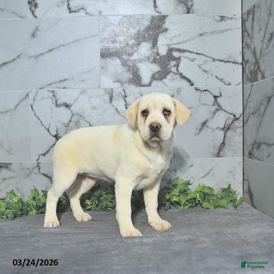 Mini Hippo dogs Betty   - Ad 2