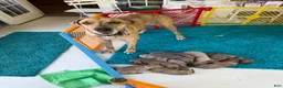 Great Dane dogs for sale: Magenta  - Ad 5
