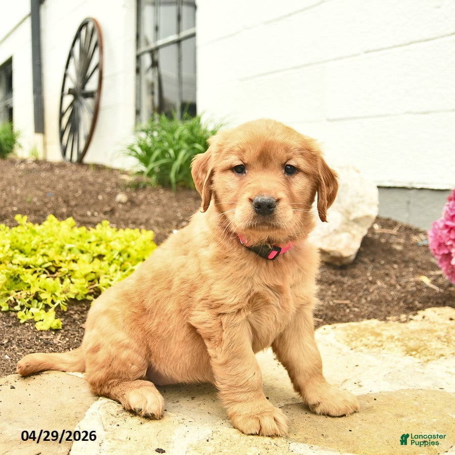 Golden Retriever dogs Cheyenne  - Ad 1