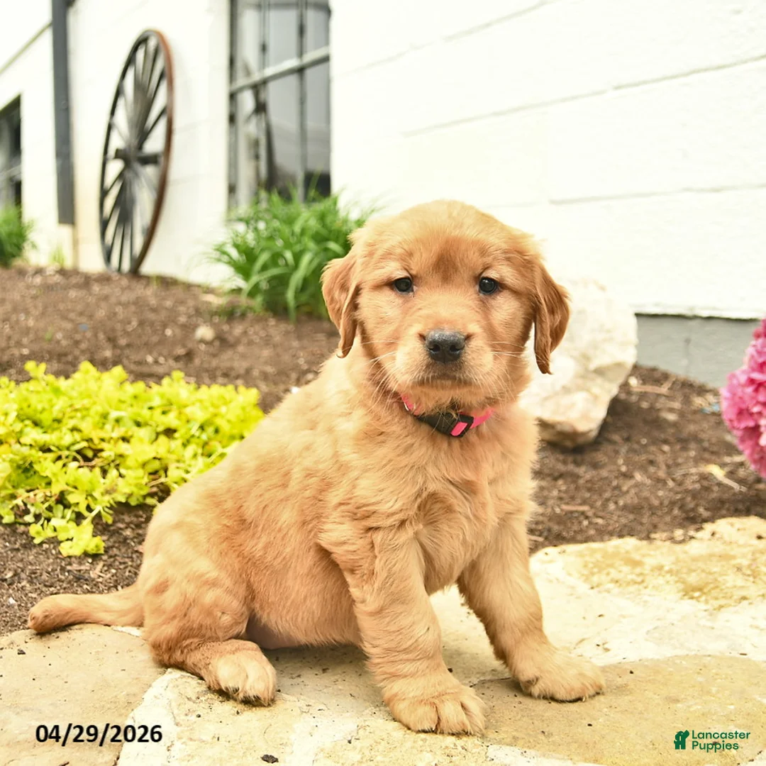 Golden Retriever dogs for sale: Cheyenne  - Ad 1