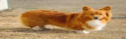 Welsh Corgi Pembroke dogs for sale: Tempest - Ad 9