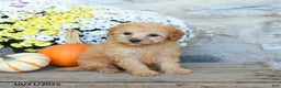 Miniature Poodle dogs for sale: Stella - Ad 2