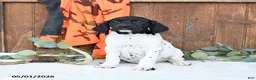 German Shorthaired Pointer dogs for sale: Micky - Ad 3