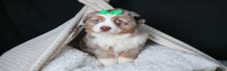 Miniature Australian Shepherd dogs for sale: SAMMY - Ad 14