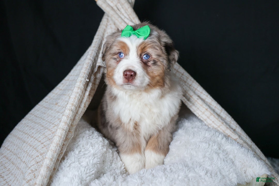 Miniature Australian Shepherd dogs for sale: SAMMY - Ad 14