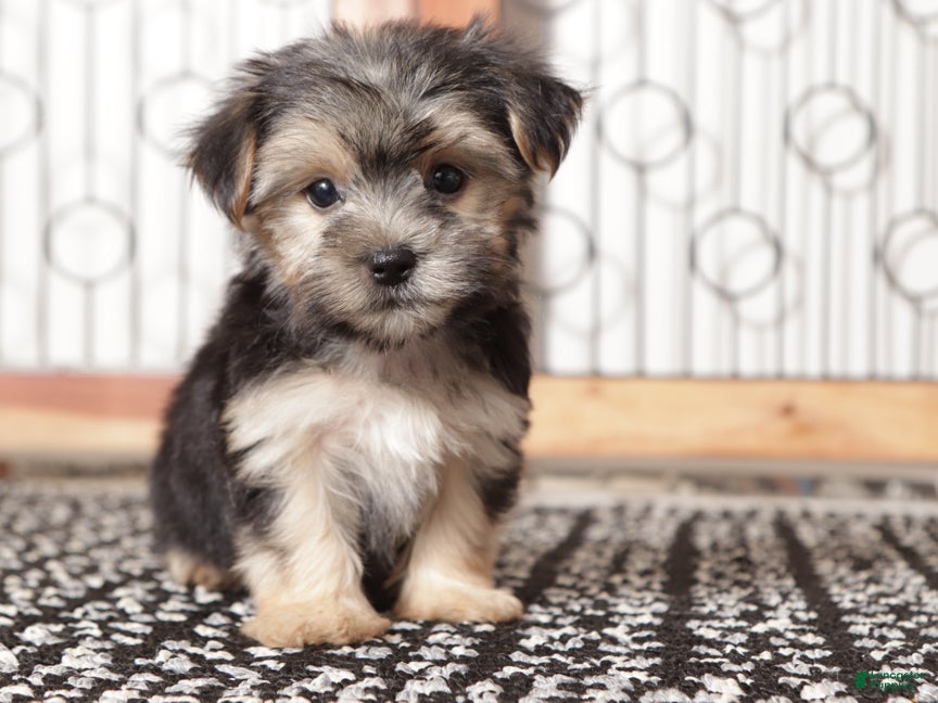 Morkie dogs Peanut - Ad 3