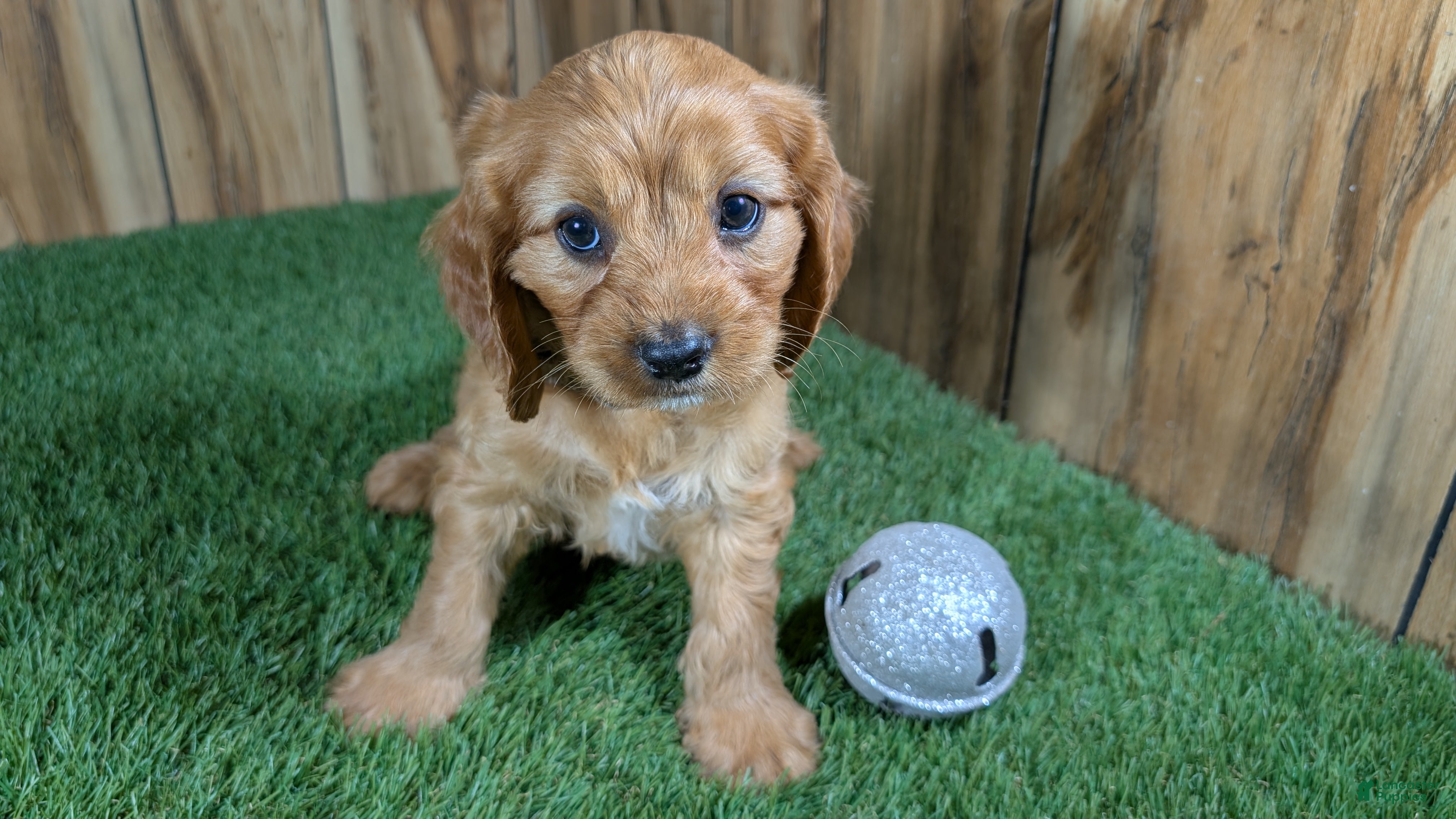 Cavapoo dogs Jazzy Boy 3 - Ad 1