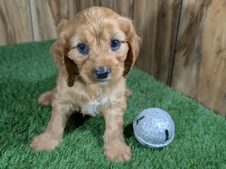 Cavapoo dogs for sale: Jazzy Boy 3 - Ad 2