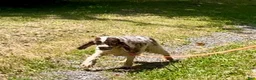 Cocker Spaniel dogs for sale: Cocker Spaniel Puppy 1 - Ad 4