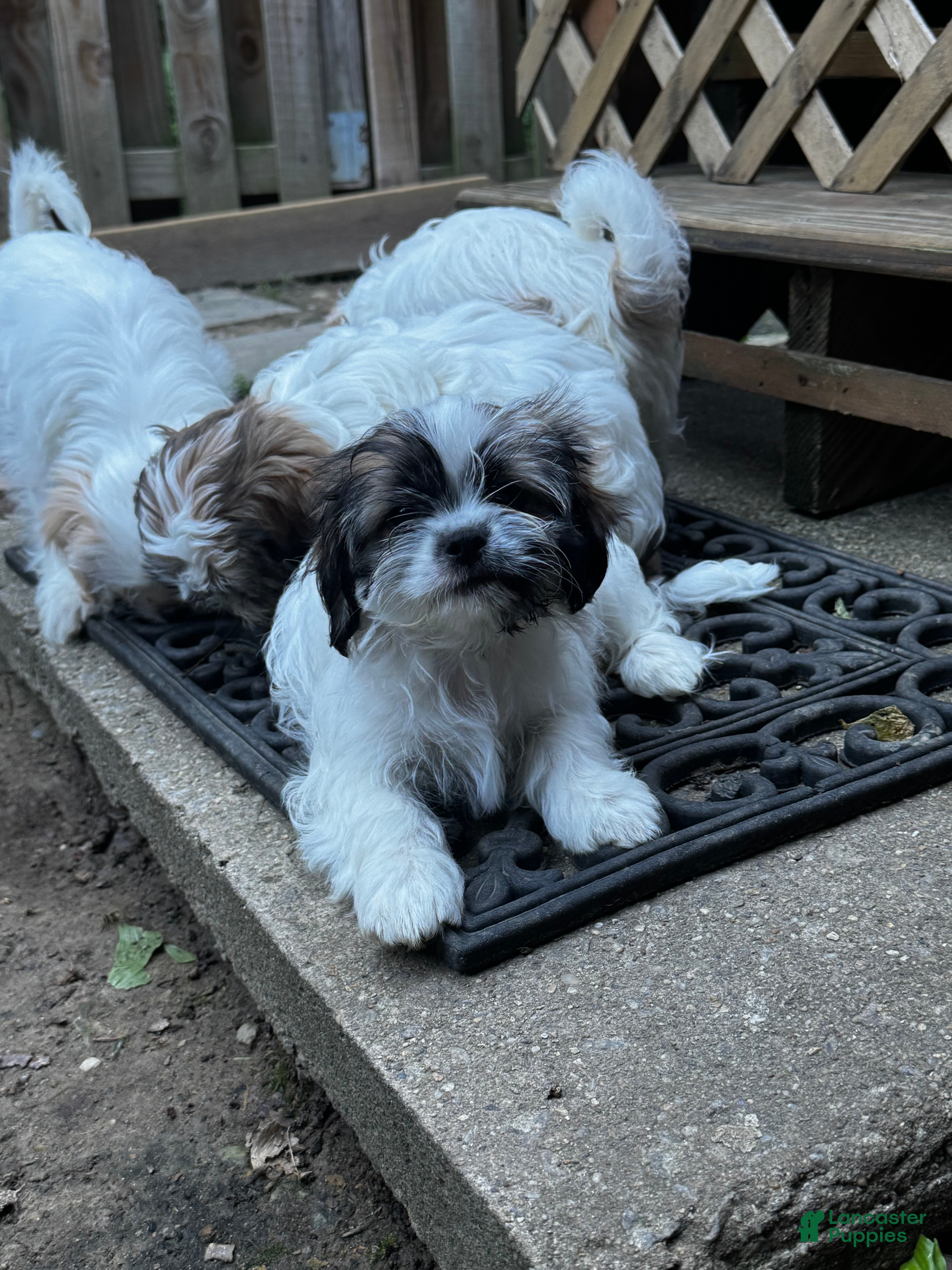 Shih Tzu dogs for sale: Lulu - Ad 2
