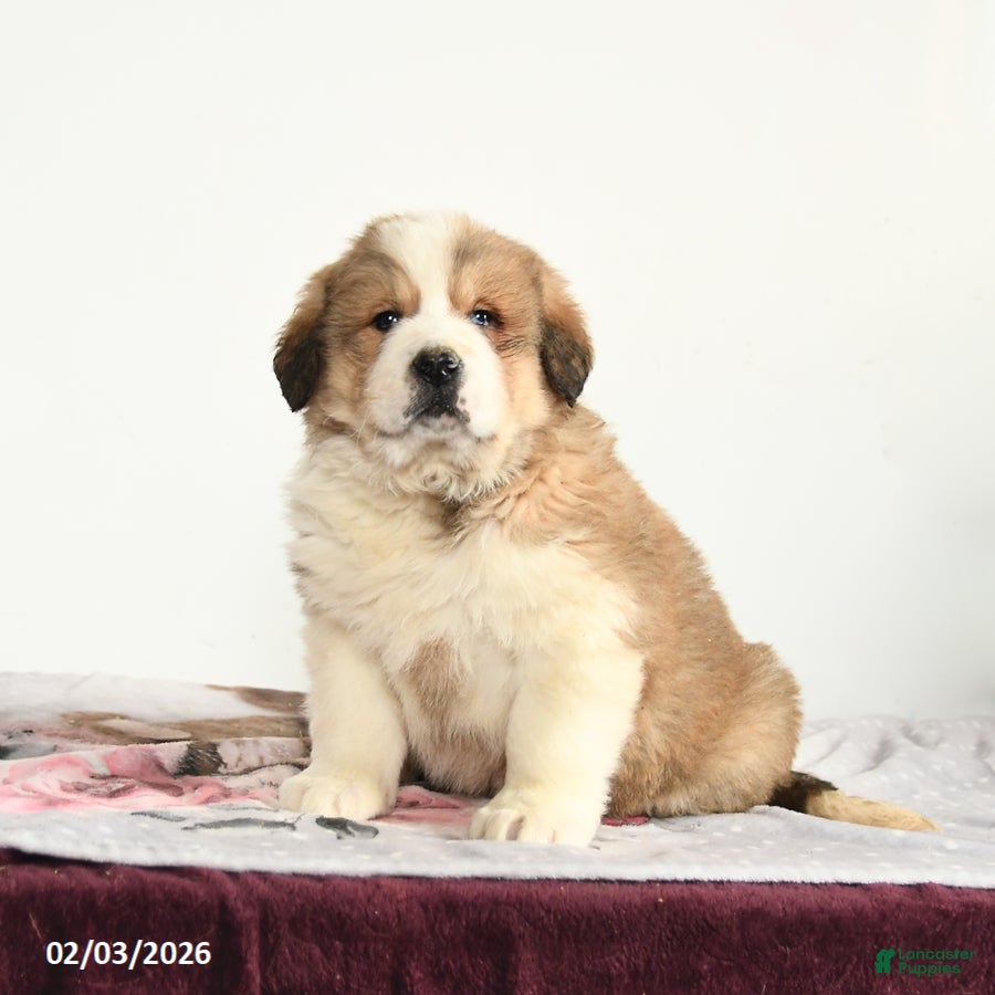 Mixed Breed dogs Porky - Ad 16