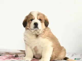 Mixed Breed dogs Porky - Ad 16