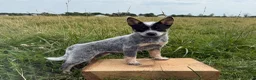 Australian Cattle Dog dogs for sale: Renley - Ad 6