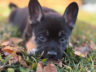French Bulldog dogs Bear-French/pomsky - Ad 33