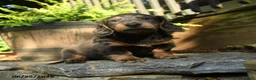 Miniature Dachshund dogs for sale: Pepper - Ad 3