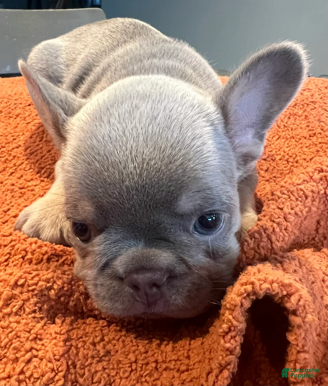 French Bulldog dogs for sale: Blue_M_2026 - Ad 1