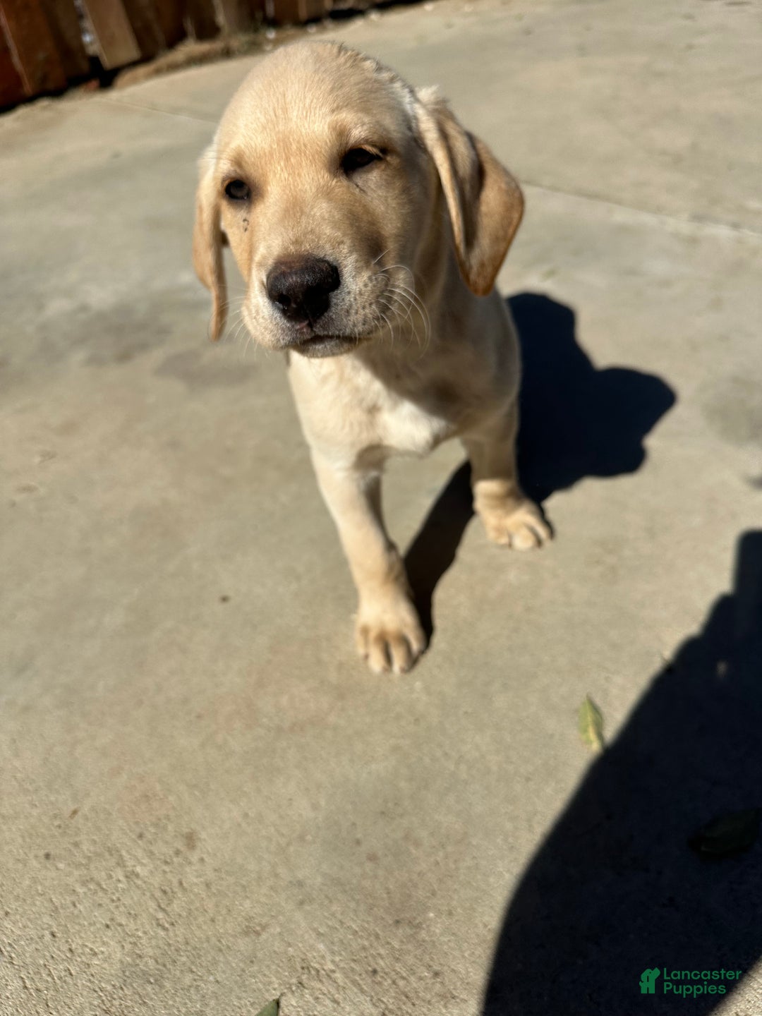 Labrador Retriever dogs for sale: Labrador Retriever Puppy 4 - Ad 11