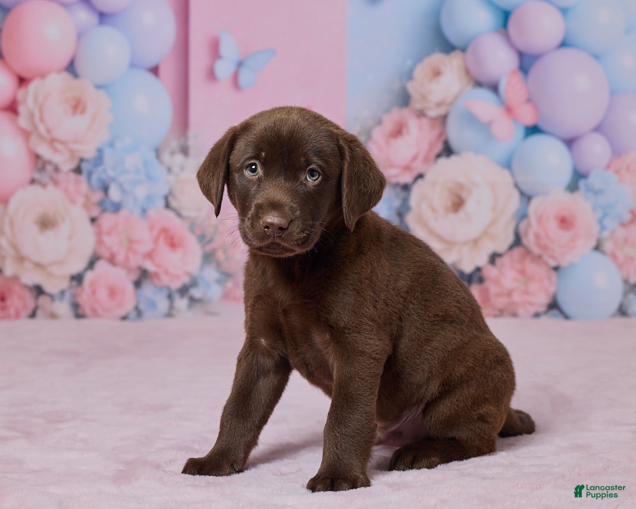 Labrador Retriever dogs Duncan - Ad 2