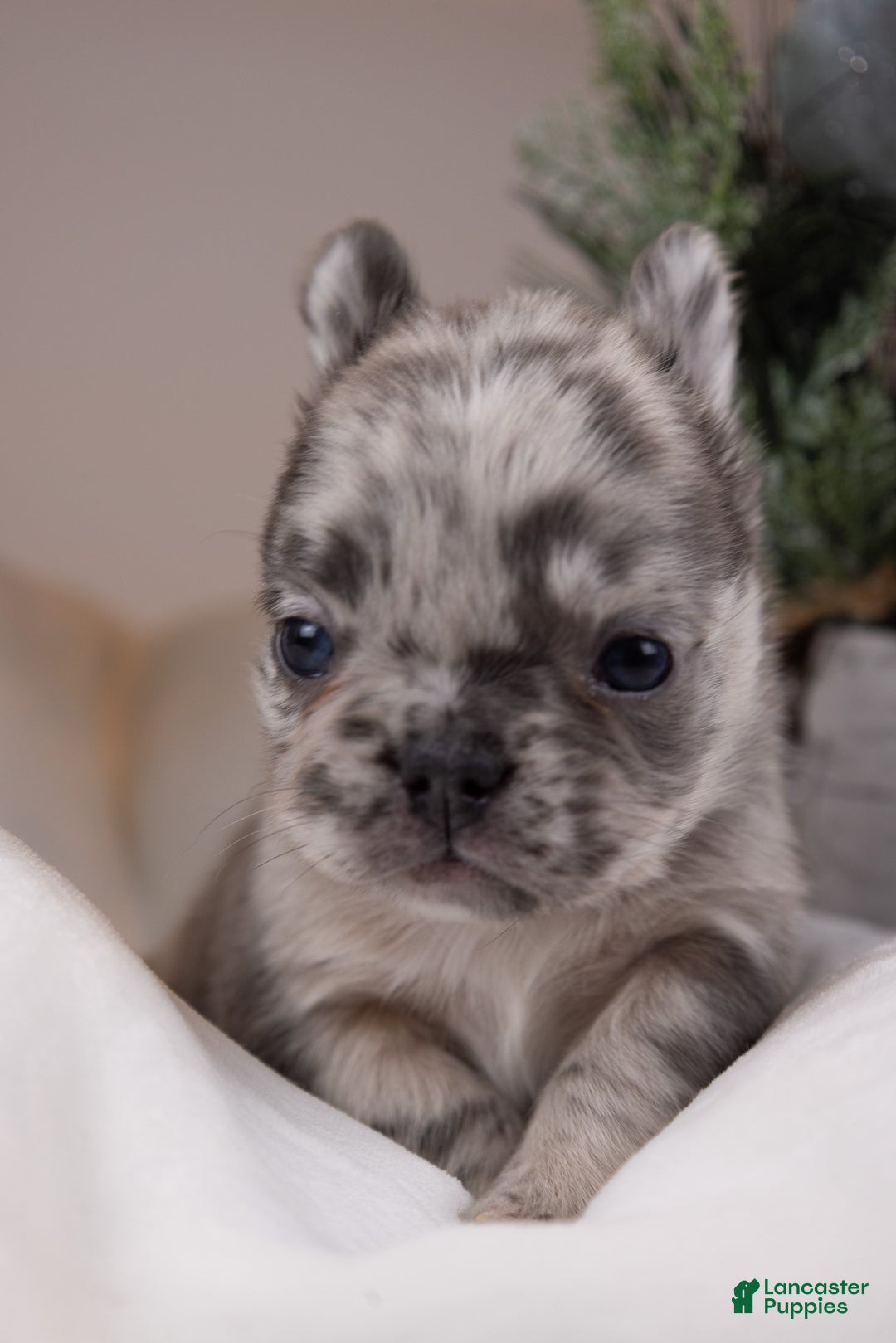 French Bulldog dogs for sale: Teddie -Fulffy Big Rope - Ad 22