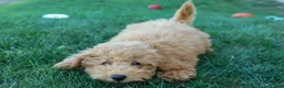 Mini Goldendoodle dogs for sale: MAX - Ad 11