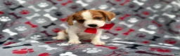 Mixed Breed dogs for sale: Dallas - Ad 4
