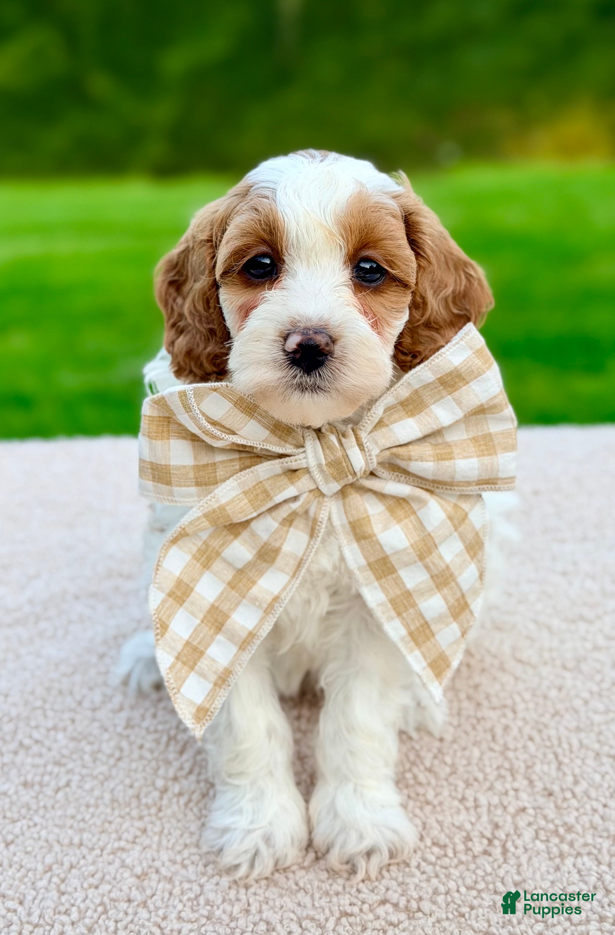 Mini Goldendoodle dogs Caramel-petite  - Ad 2