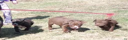 American Bully dogs for sale: Tyler Kaysak - Ad 3