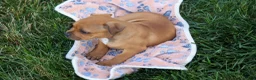 Staffordshire Bull Terrier dogs for sale: Marley 🌸🐾 - Ad 16