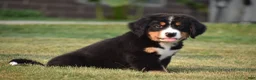 Bernese Mountain Dog dogs for sale: Maverick - Ad 7