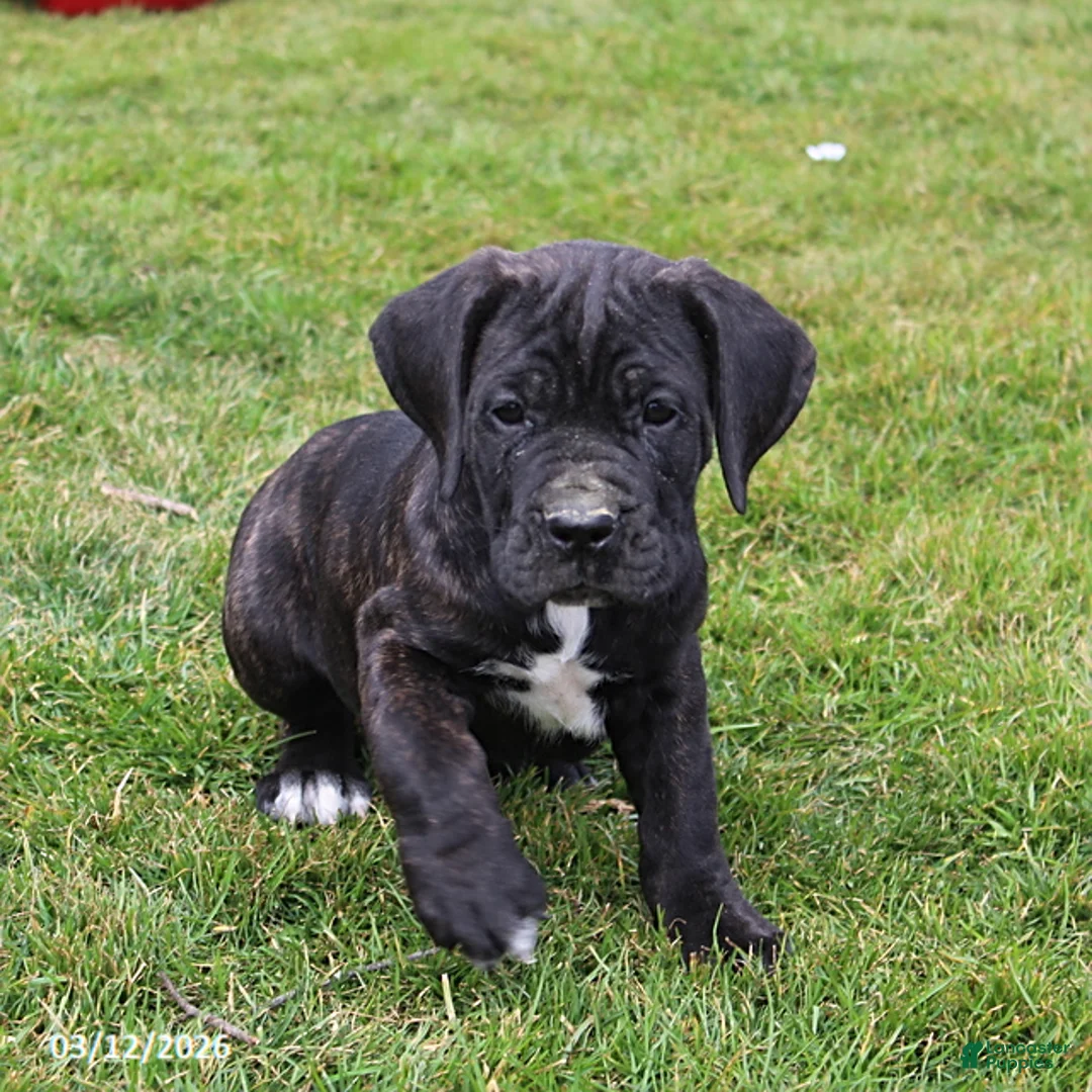 Cane Corso dogs for sale: Garth - Ad 2