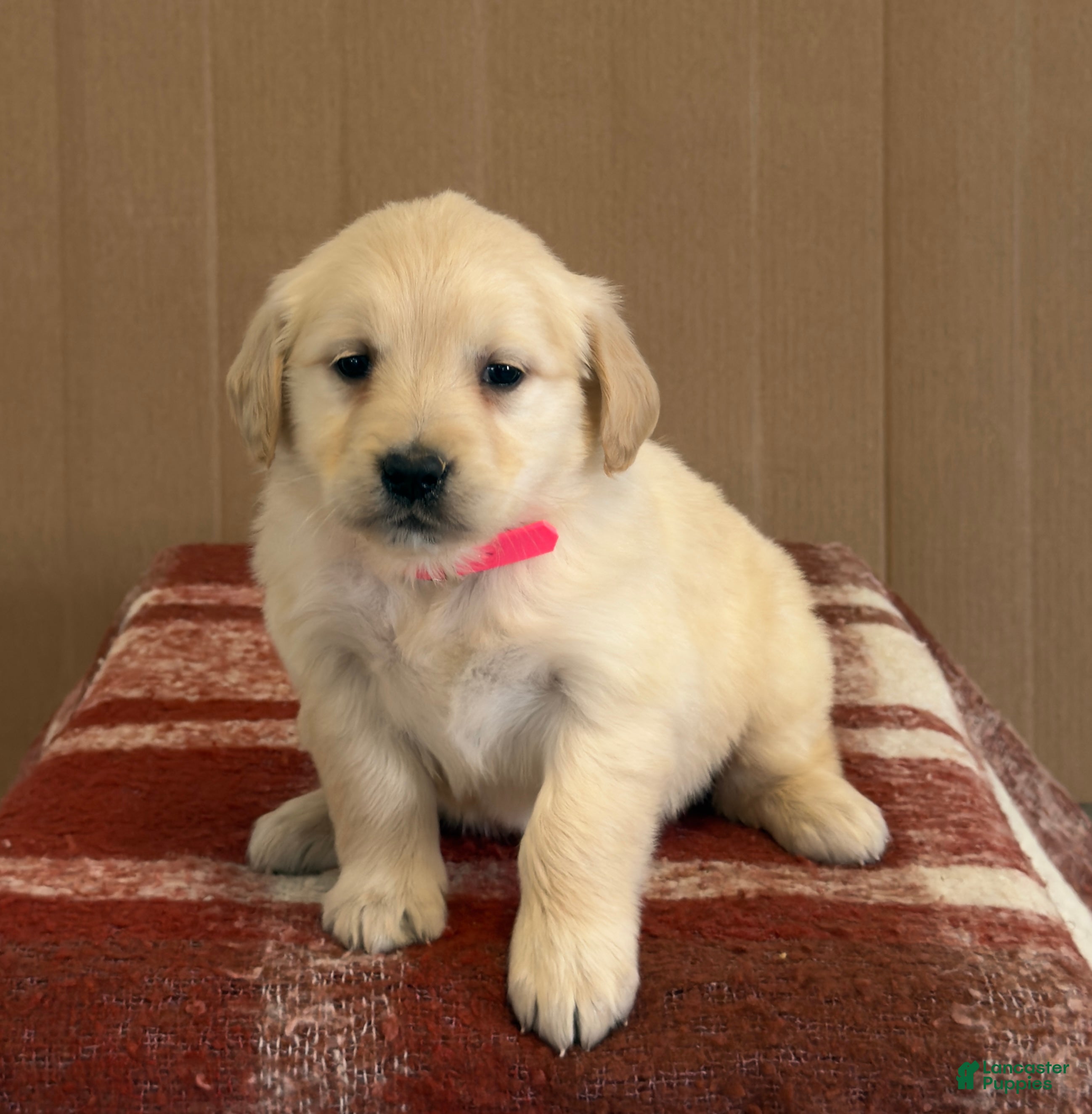 Golden Retriever dogs Tanisha - Ad 2