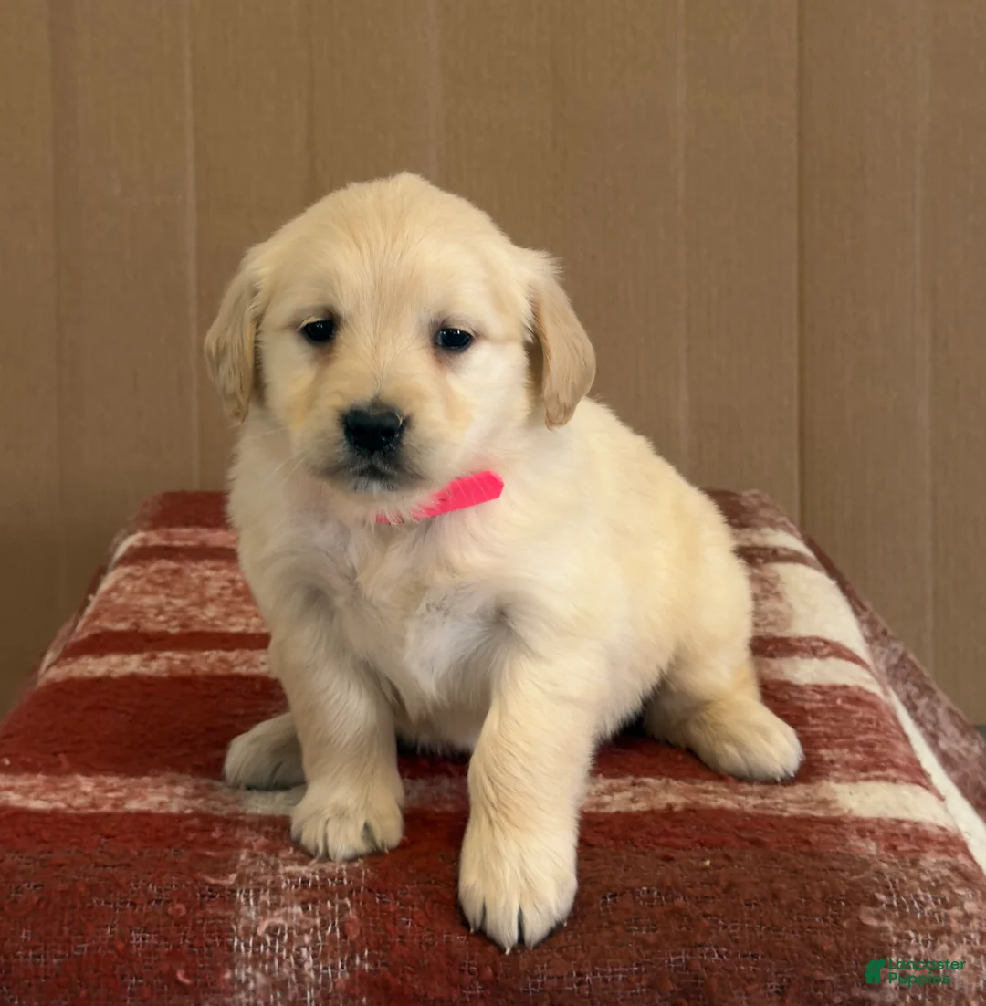 Golden Retriever dogs for sale: Tanisha - Ad 2