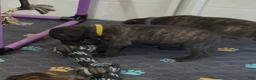 Cane Corso dogs for sale: Yellow collar - Ad 2