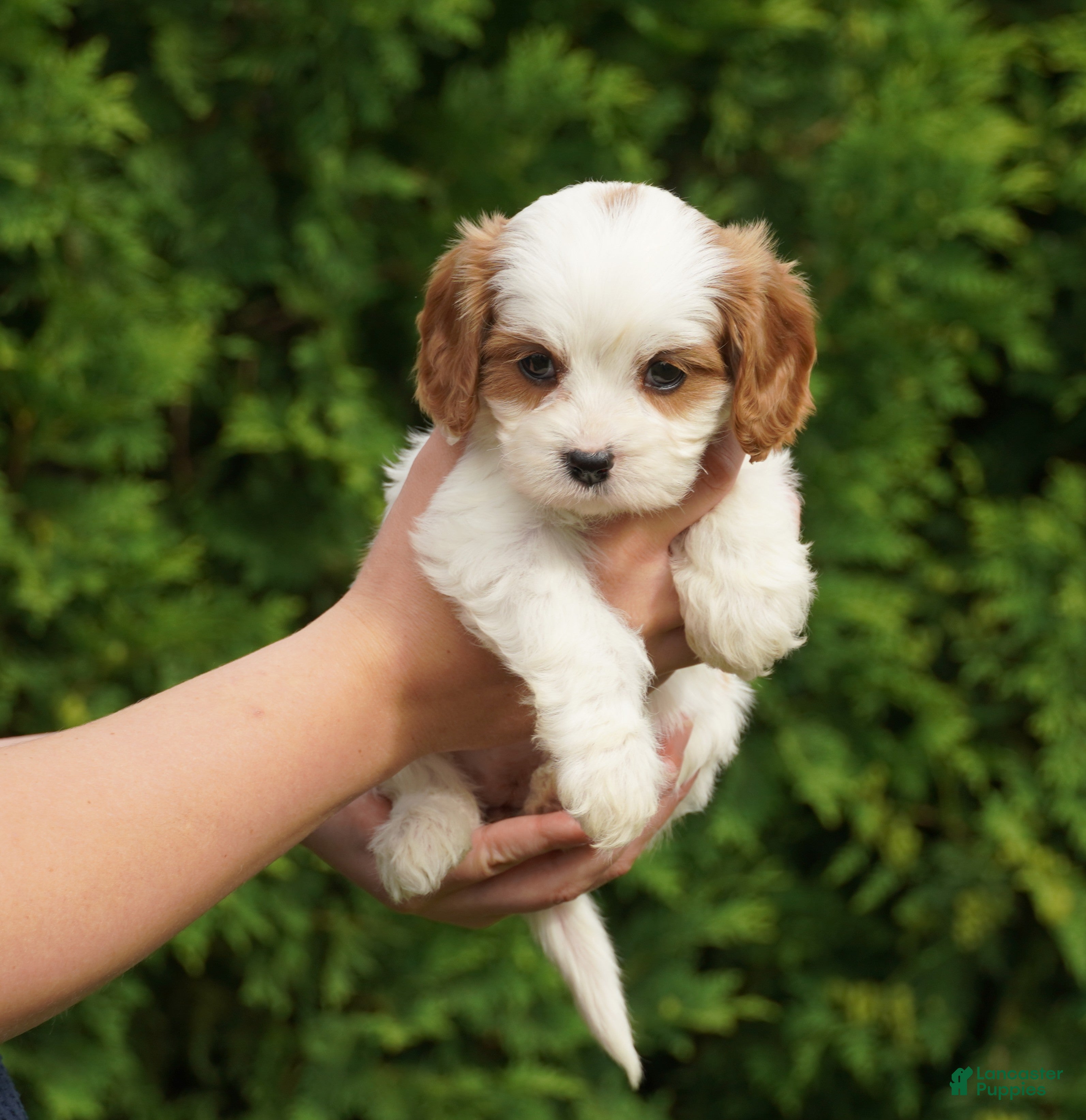 Cavachon dogs Chloe - Ad 1