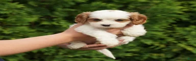 Chloe