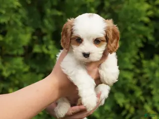 Cavachon dogs for sale: Chloe - Ad 4