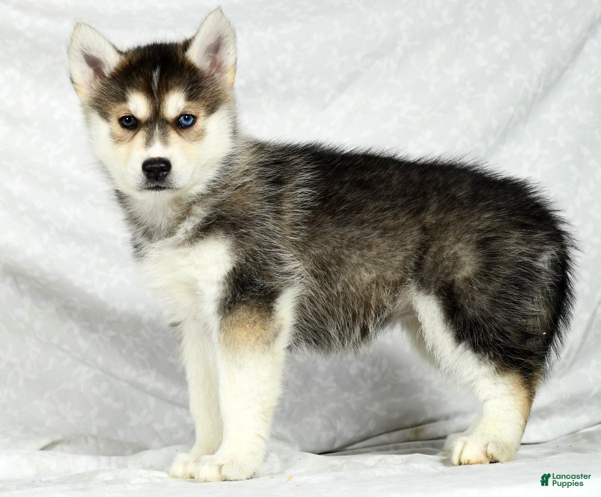 Siberian Husky Puppies for sale Lancaster Puppies