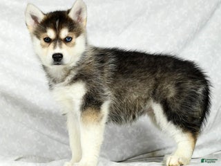 Gerberian Shepsky dogs - Ad 16