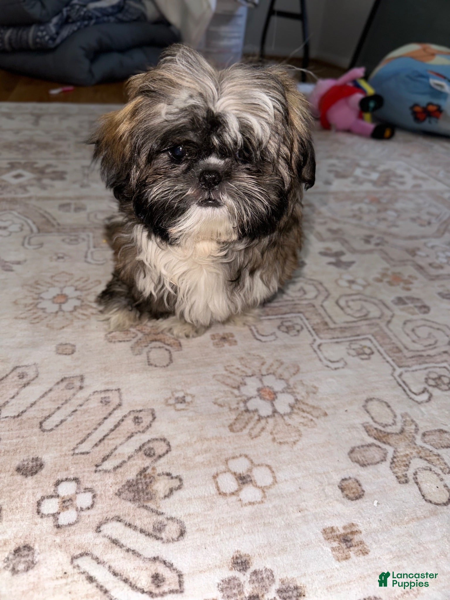 Shih Tzu dogs Shih Tzu 6 - Ad 2