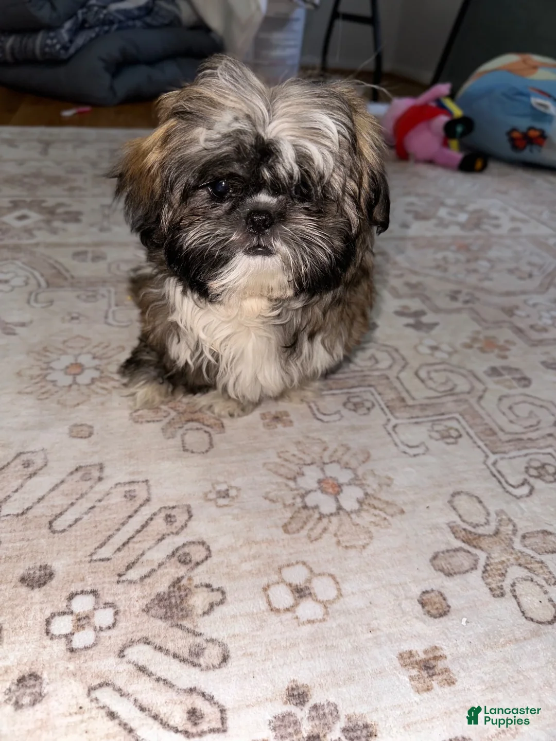 Shih Tzu dogs for sale: Shih Tzu 6 - Ad 2