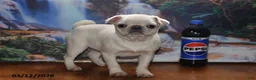 Pug dogs for sale: Priceless Pearl - Ad 7